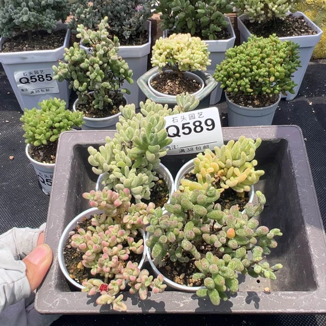 ?多肉植物枝干4颗