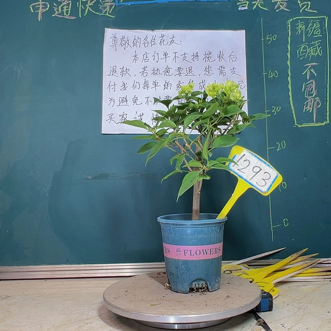 当前无花栽培后可以开花粗杆 绿樱 1293