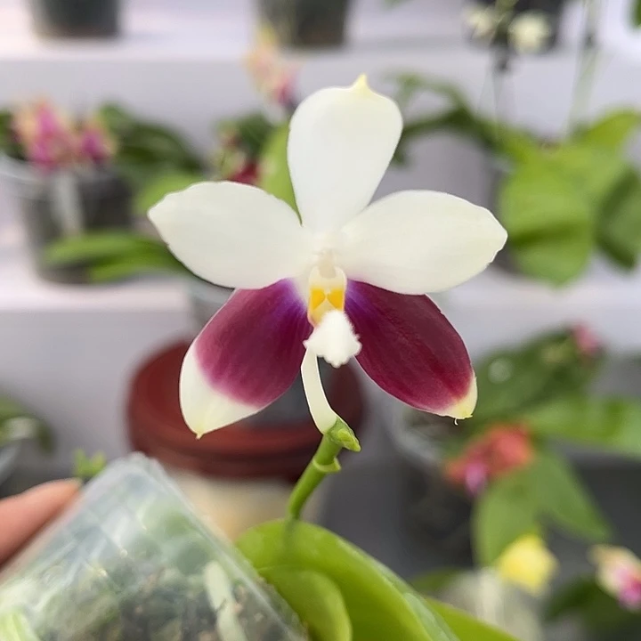 完全开放2.5寸杯雅风GG