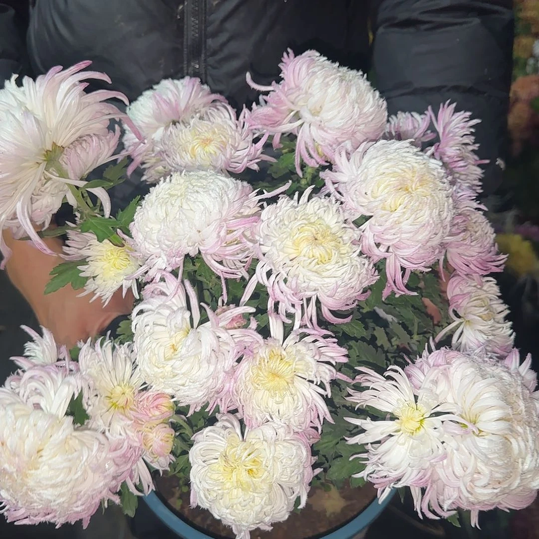 全部花朵3加仑鹅毛粉黛一颗