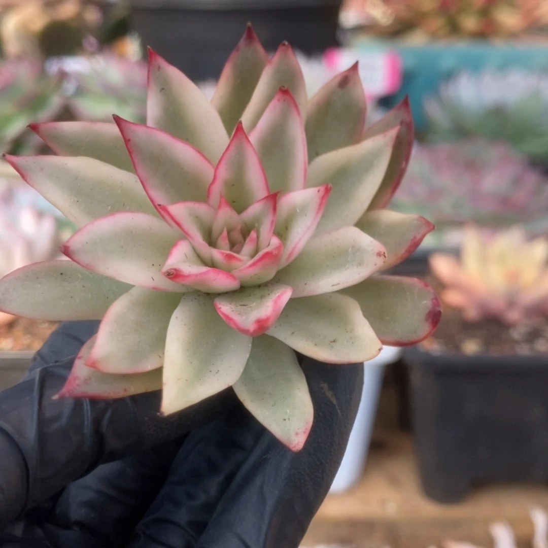 079吉赛尔侧芽锦锦锦