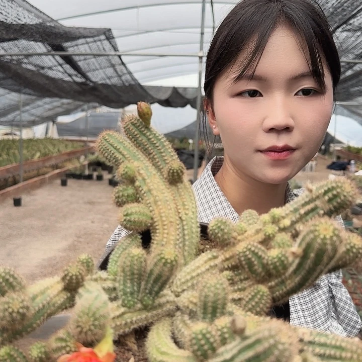 皱瓣红大号（掉头掉崽不售后）