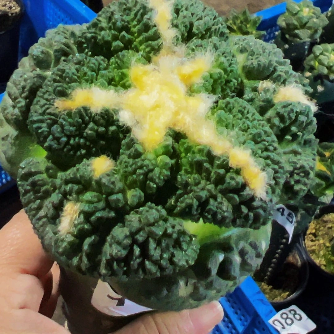 无花朵福利大尤龟甲牡丹178