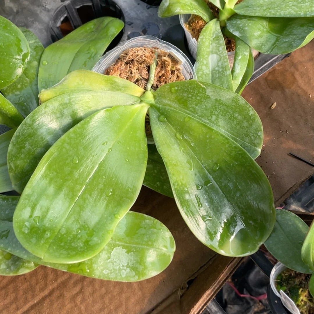 当前无花栽培后可以开花2.5swr23DR弥陀紫莺交鱼鱼苗