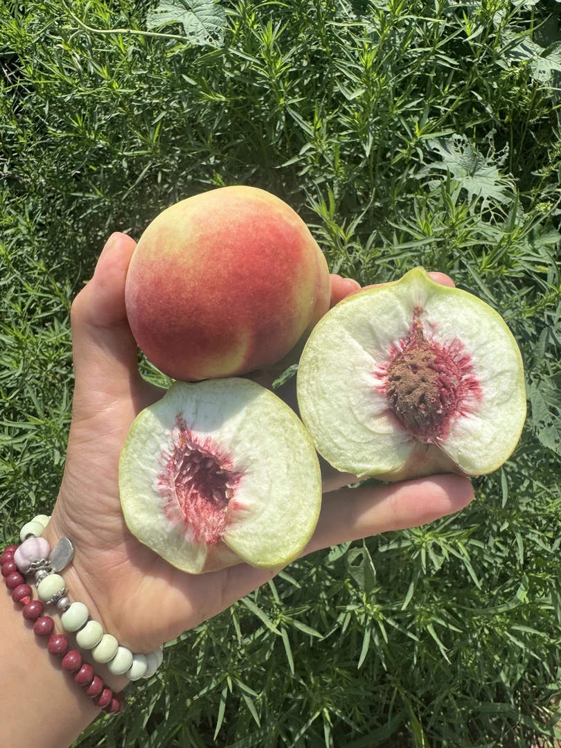 山东正宗青州蜜桃（一斤4个桃）