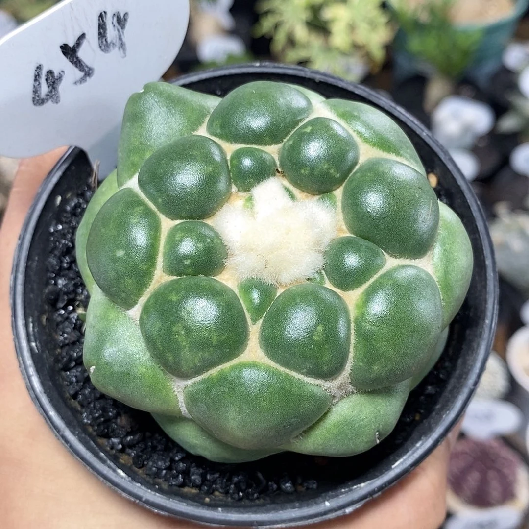 实生无刺天眼象牙454号7.3cm