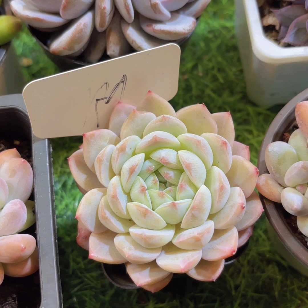 程****云南金致家精品多肉