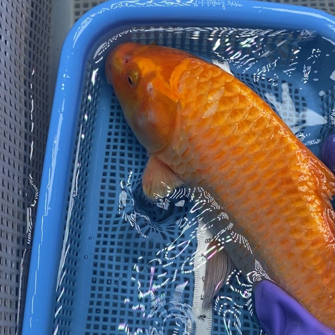 锦鲤冷水锦鲤包邮