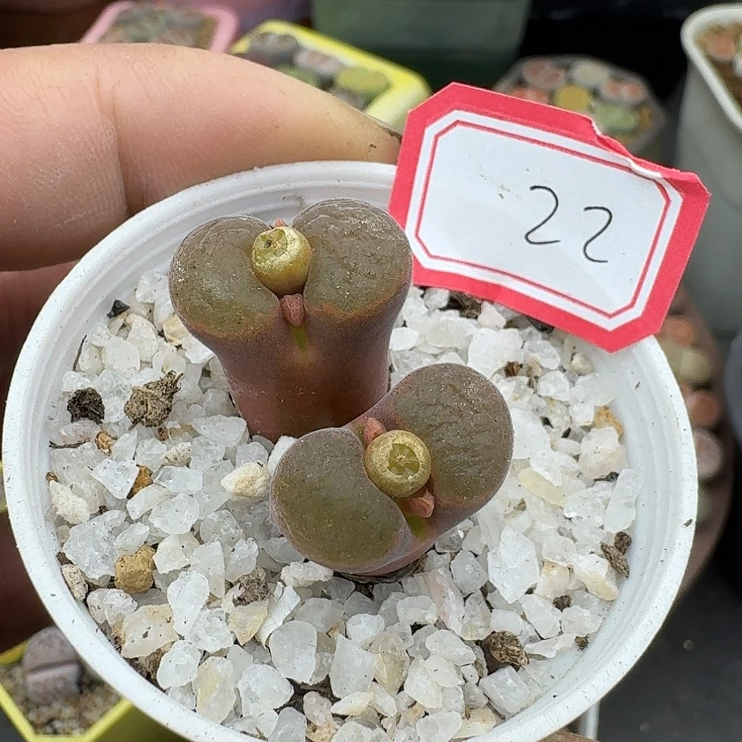 22多肉哈哈哈哈哈哈哈