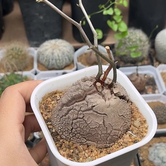 无花朵南非龟甲龙实生6.5cm