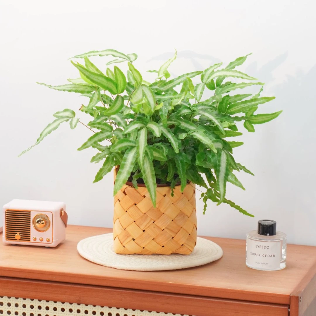 阿波线蕨盆栽蕨类室内外庭院桌面高颜值网红绿植耐阴好养桌面绿植