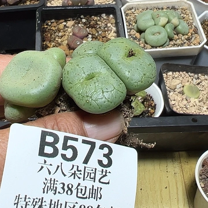 573号福利大饼杂2个多肉植物