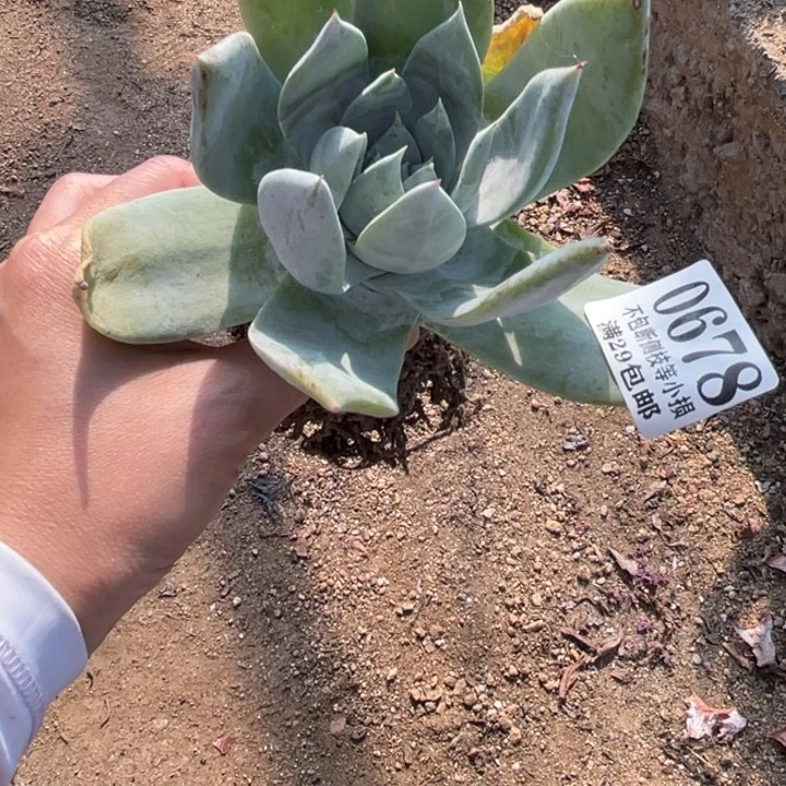 678号雪山多肉植物