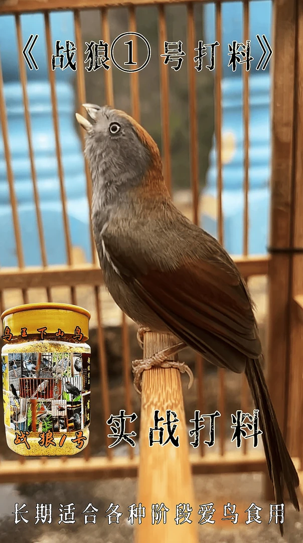 黄豆鸟食 《战狼①号》黄豆鸟 黄腾鸟 实在打料