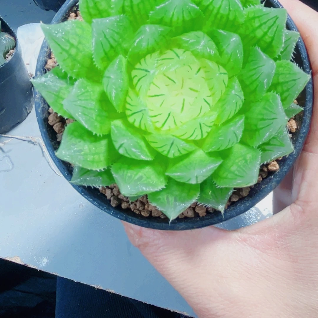 白莲花多肉植物6666