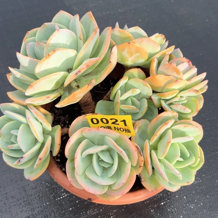 21号无砍白凤朵朵小群