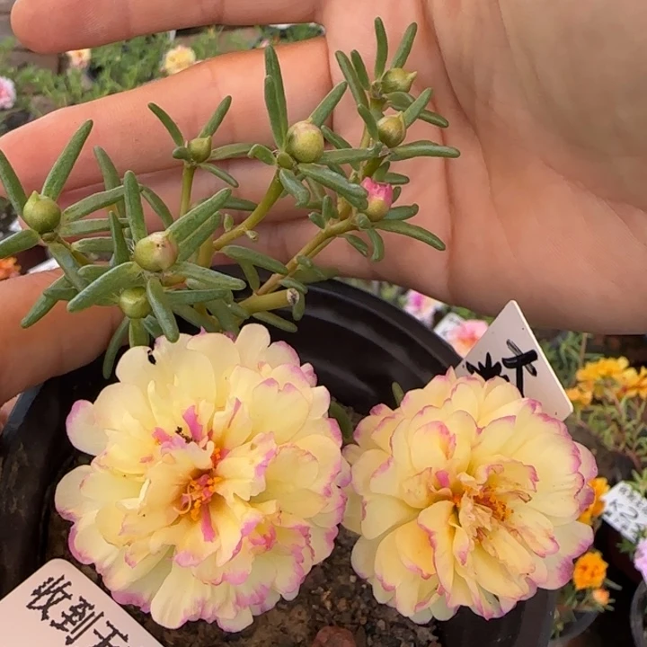 无花朵K247奶油黄精灵超小苗盆口10cm