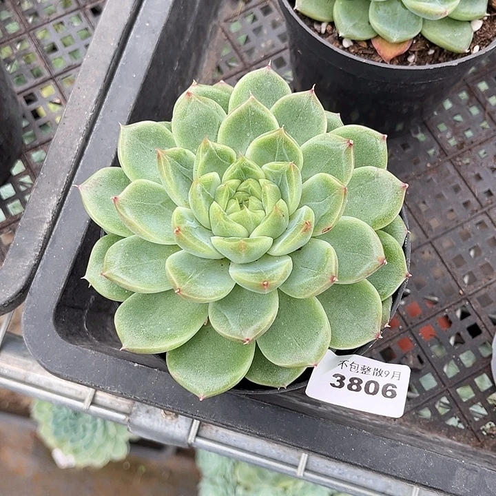 阿雅园艺。 3806钻石珍妮