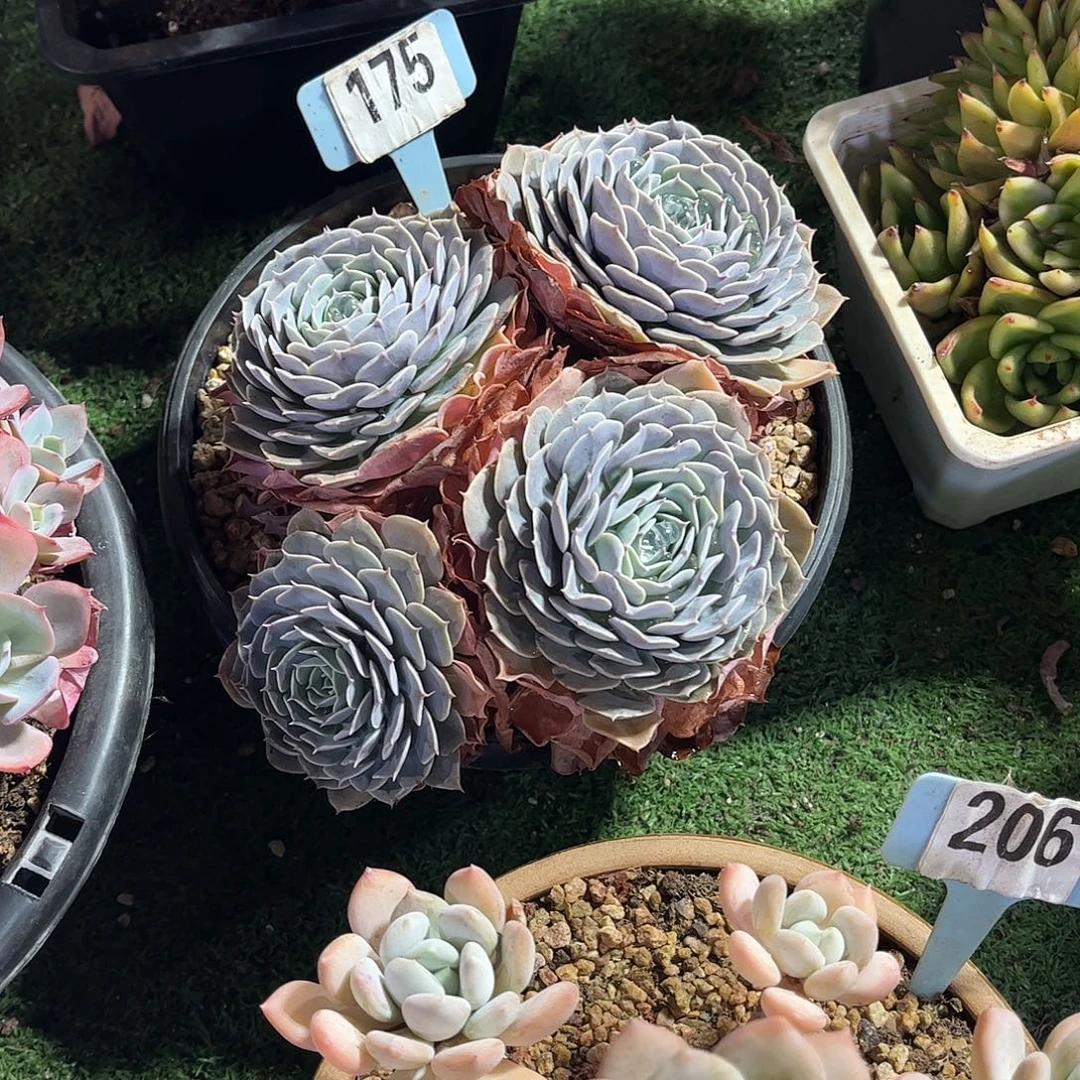 憨***店天赐多肉植物保护175