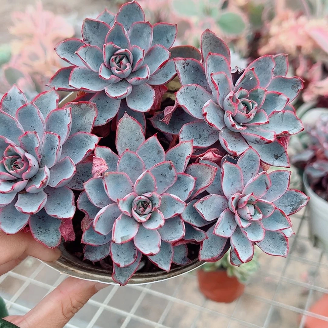 小叶赫拉五头起发精品