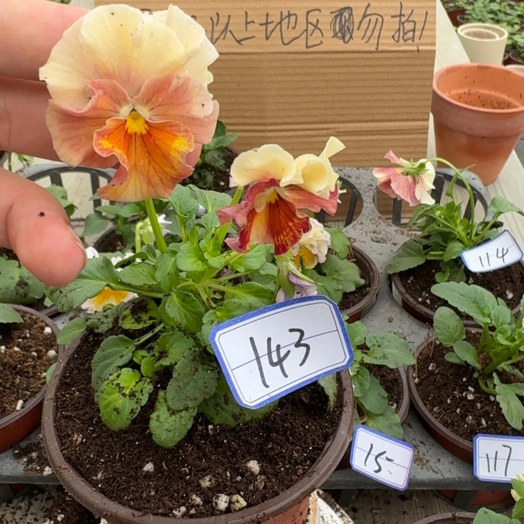 完全开放皱边角堇143