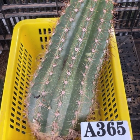 当前无花栽培后可以开花A365