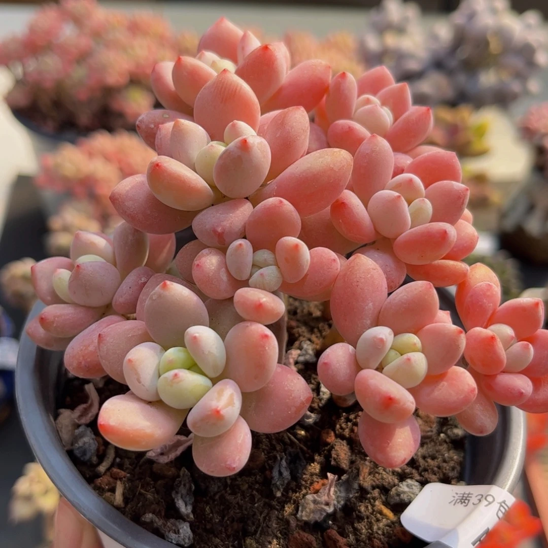 086/10cm樱花洛神多肉