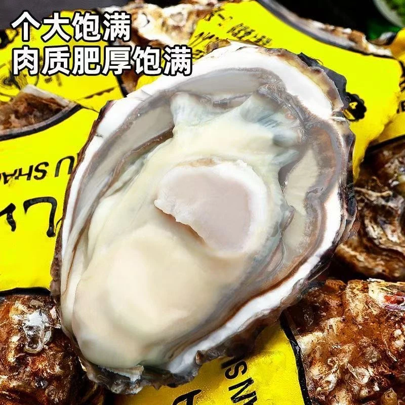 【买5斤送5斤】正宗乳山生蚝顺丰包邮鲜活到家海蛎子