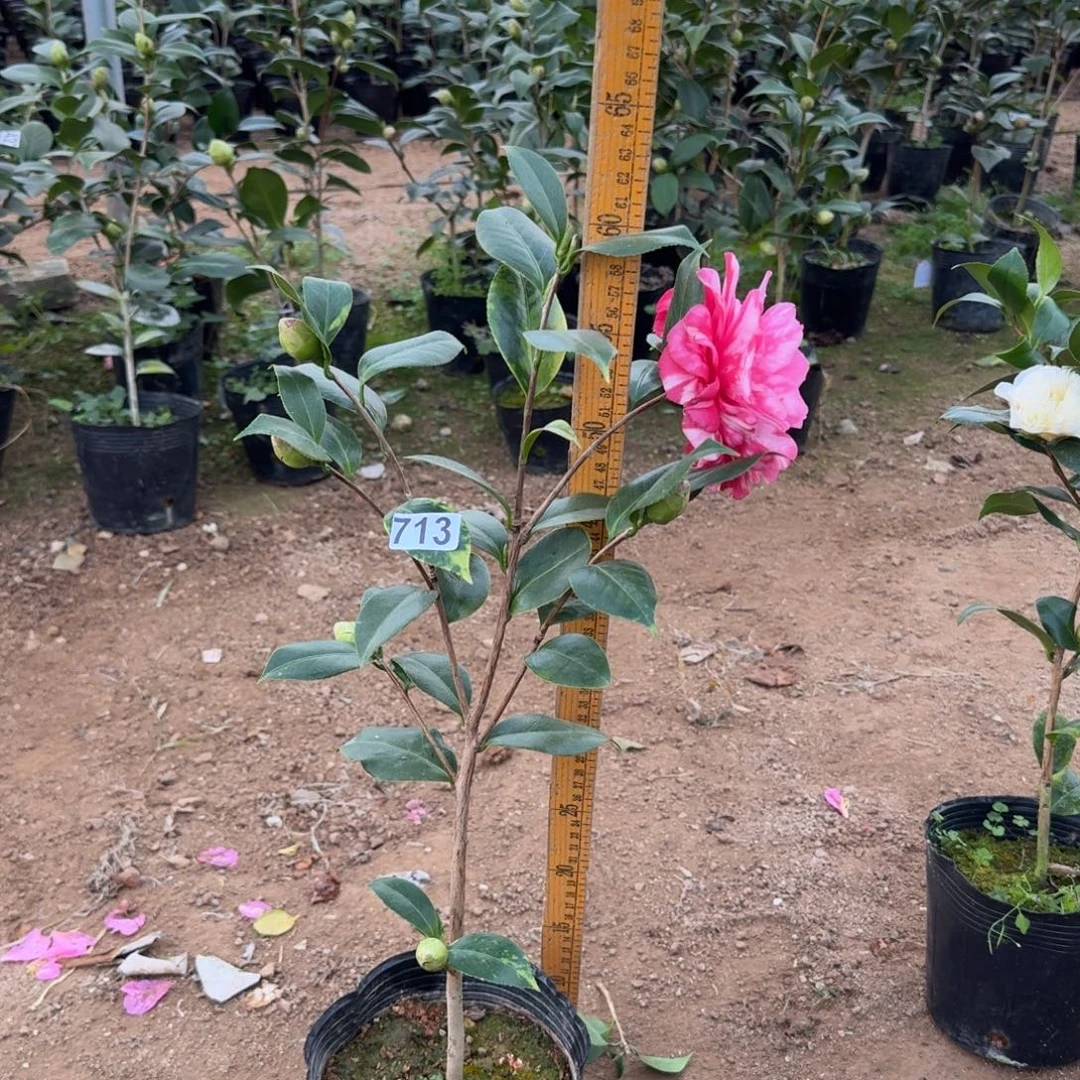 少量花朵（建议范围：2朵-5朵 或40%以下）713斑林修