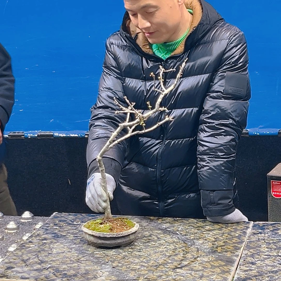 杂木盆景东洋景一物一拍