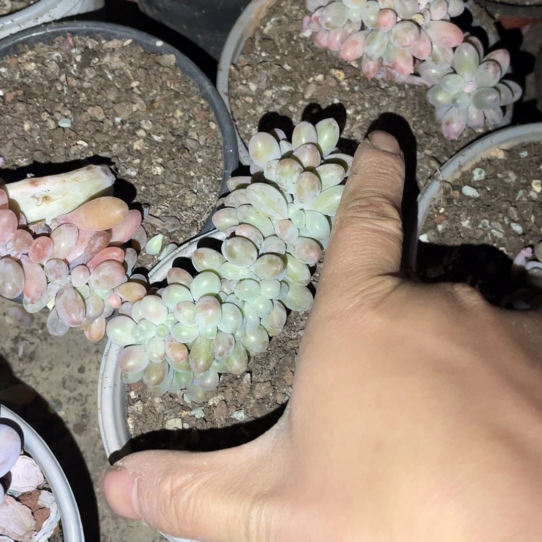 汤圆缀化满20包邮脱土发货
