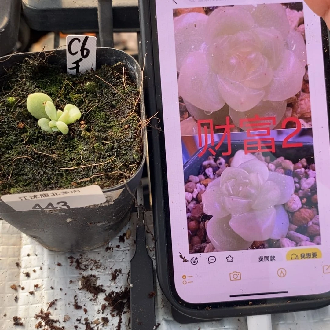 标签443千金财富6一个多肉