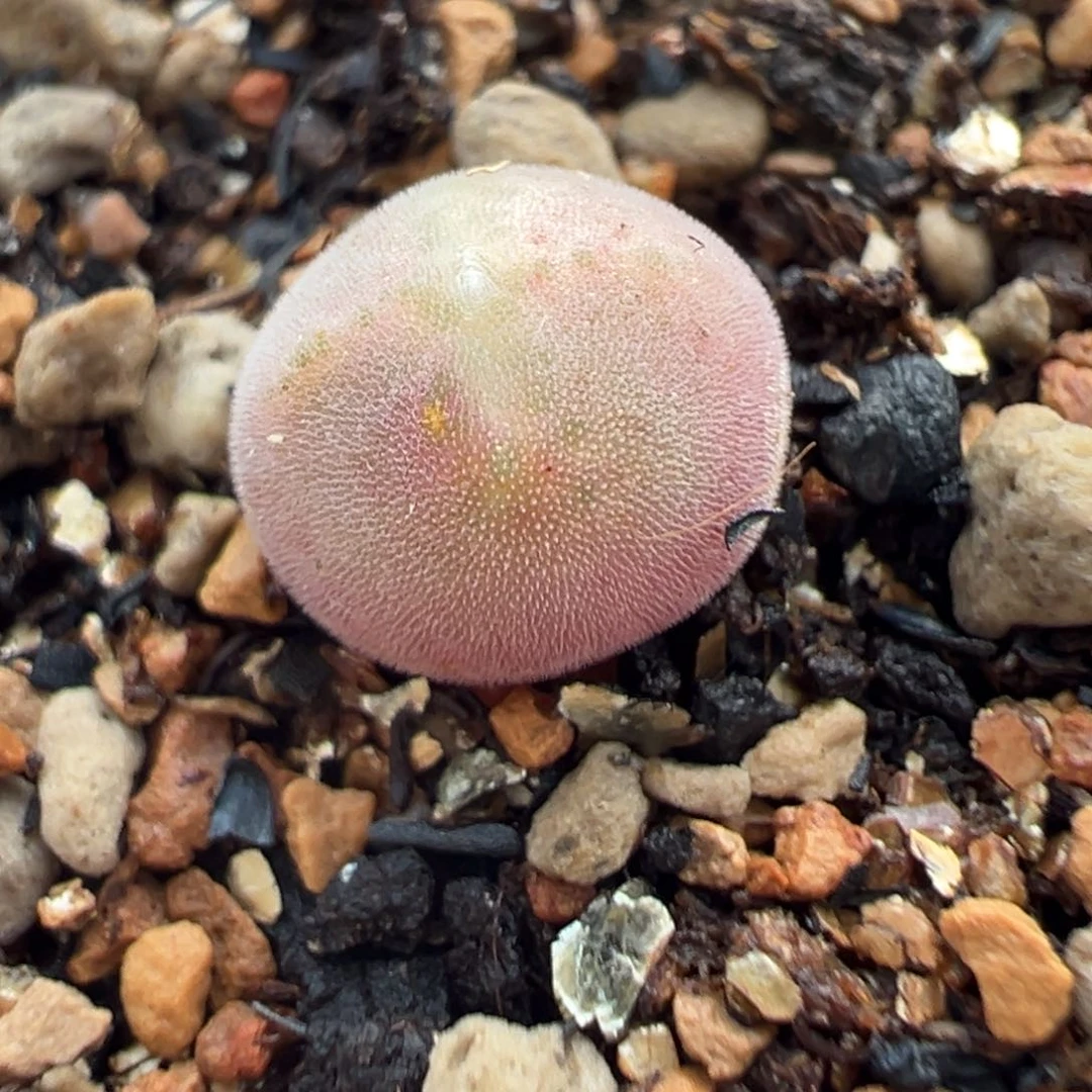 2号链接后代 多肉植物