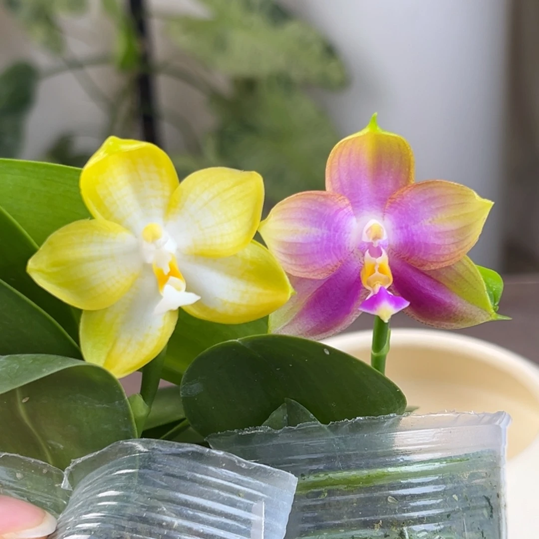 完全开放56号两颗组合