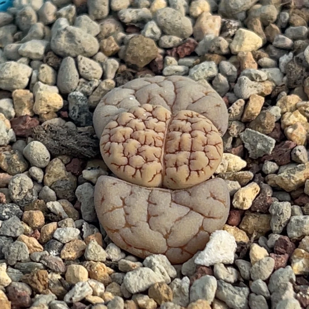 7921蜜纹凹凸蛙哥189一颗