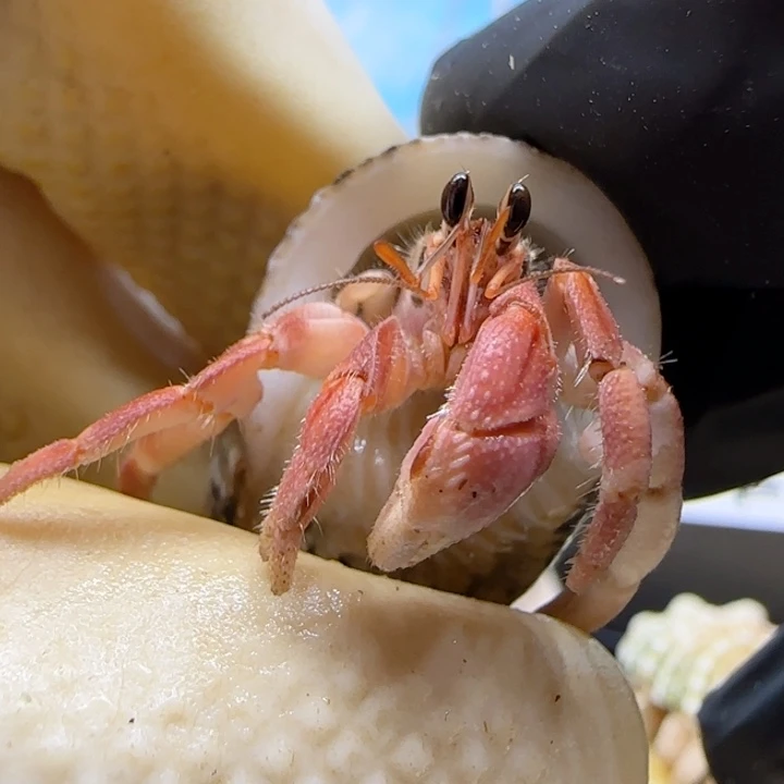 A22粉色灰白1.3cm口径