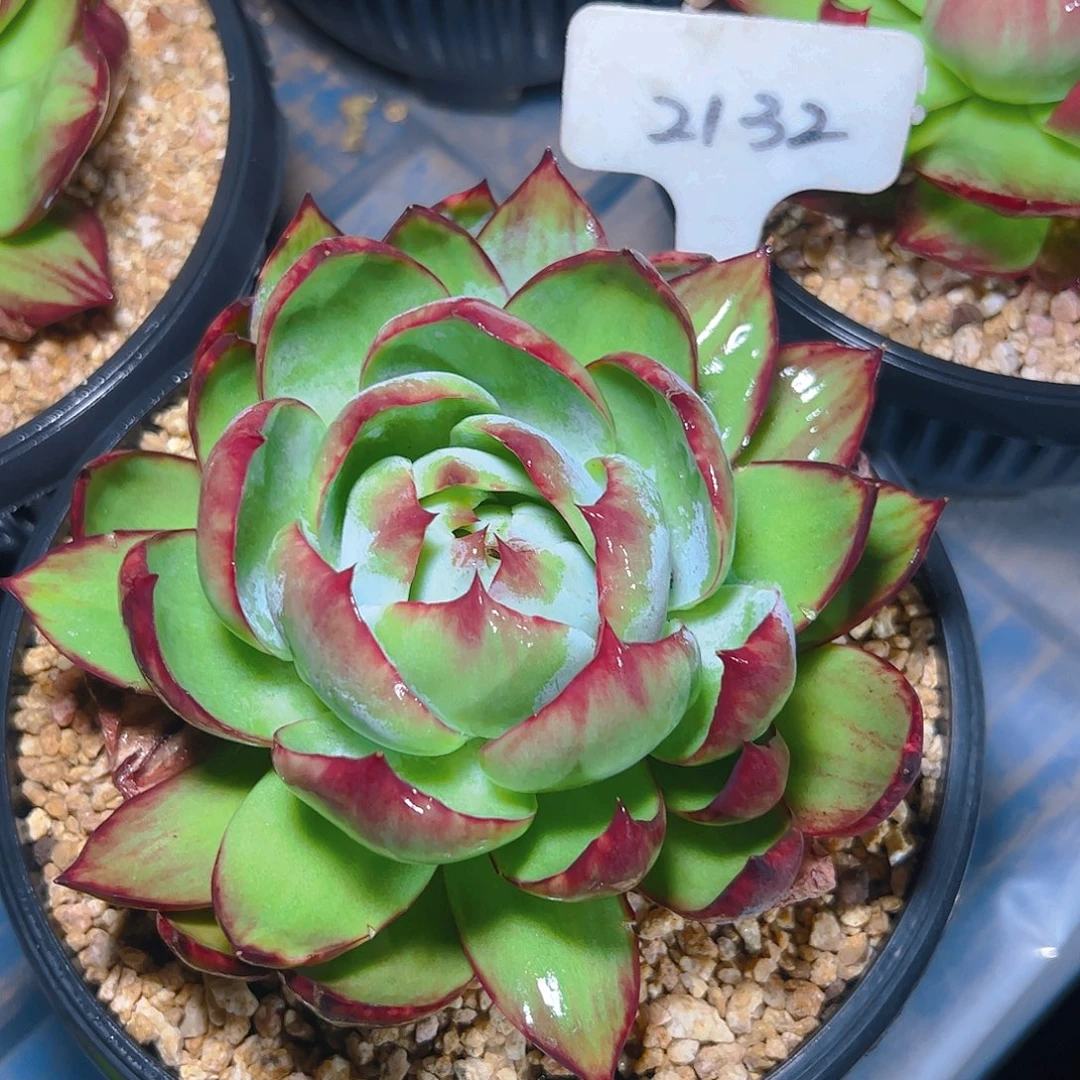 惊鸿仙子一物一拍2132号