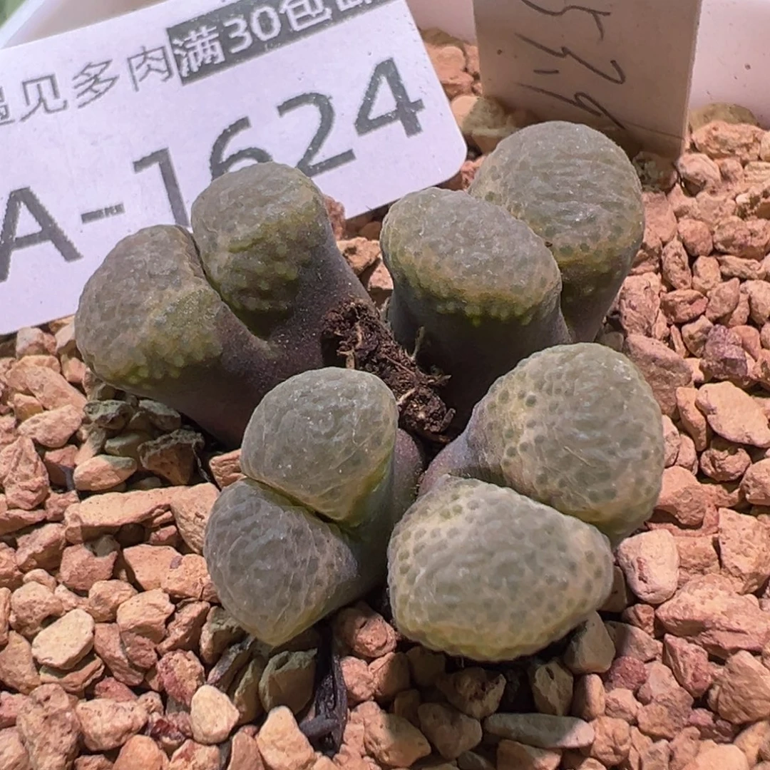 多肉植物11111111111