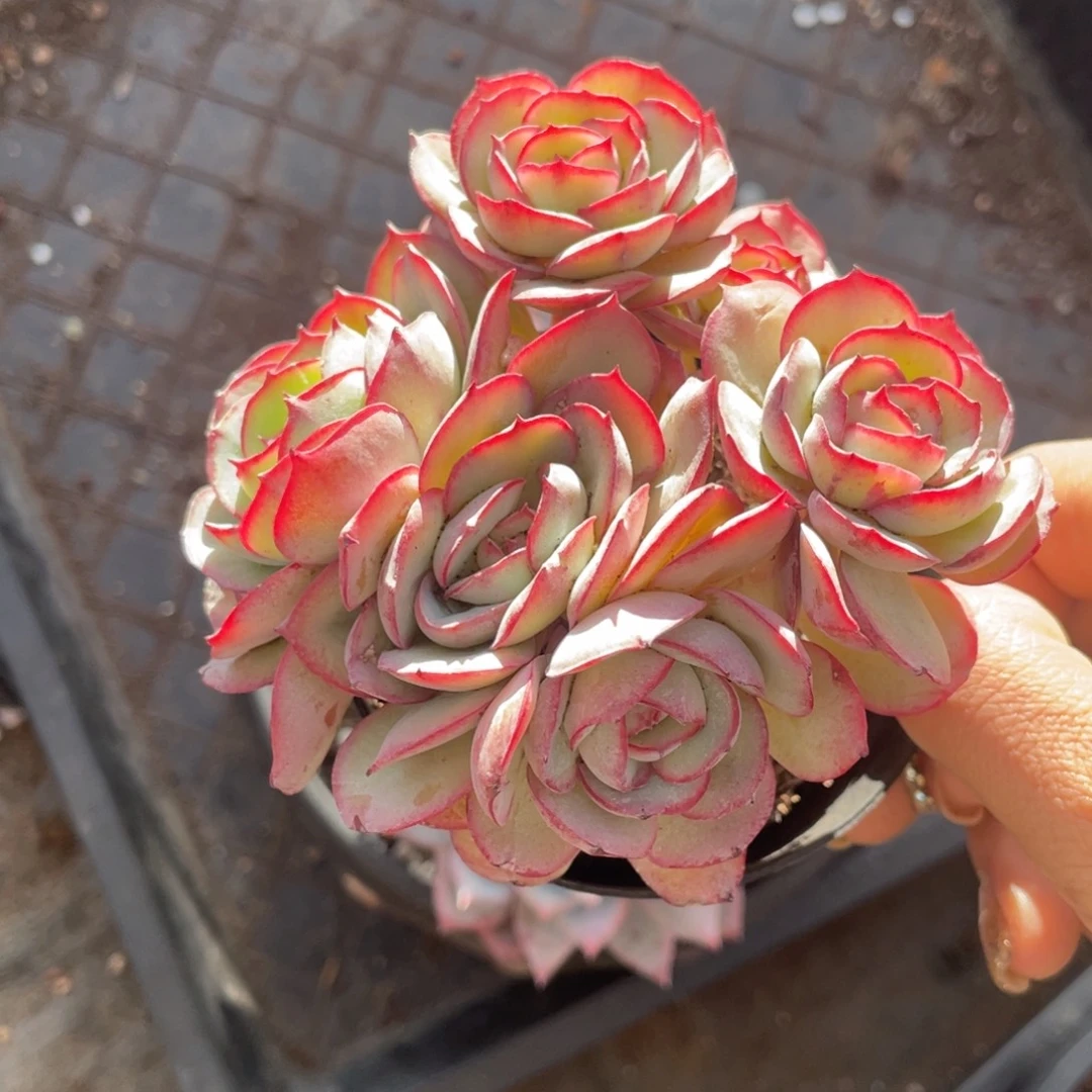 牡丹亭多肉植物盆栽