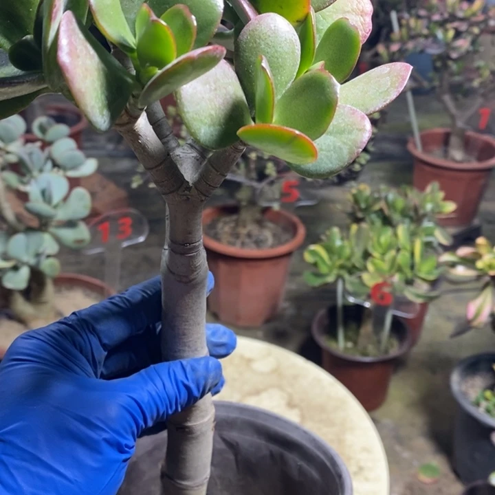 永***、红叶玉树一物一拍