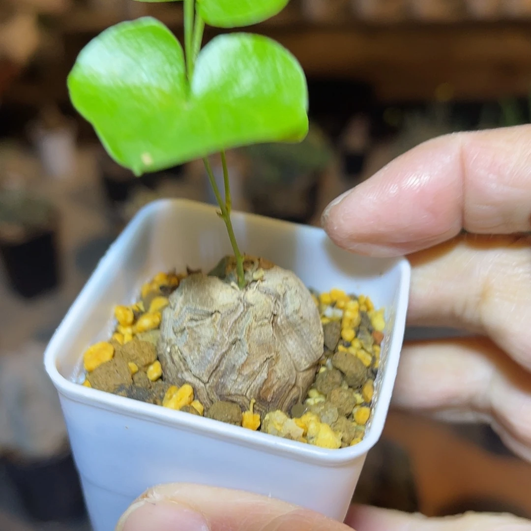 实生南非龟甲龙一物一拍