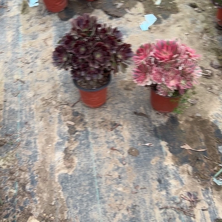 一单包邮不包侧枝80