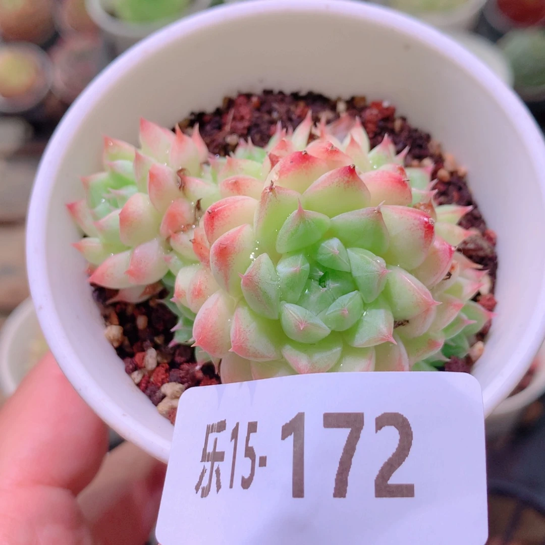 乐然15-172 海王群