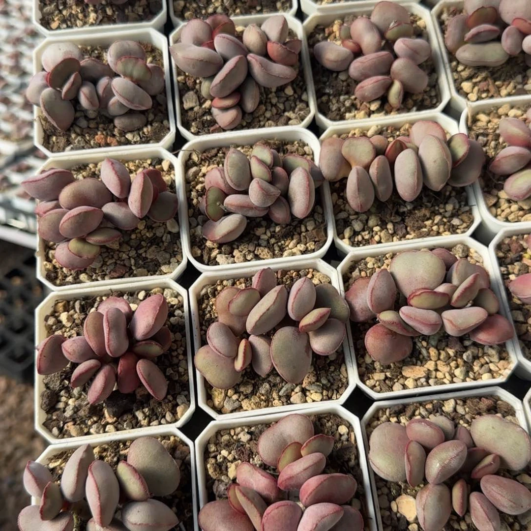 白肌红蛋量拍链接