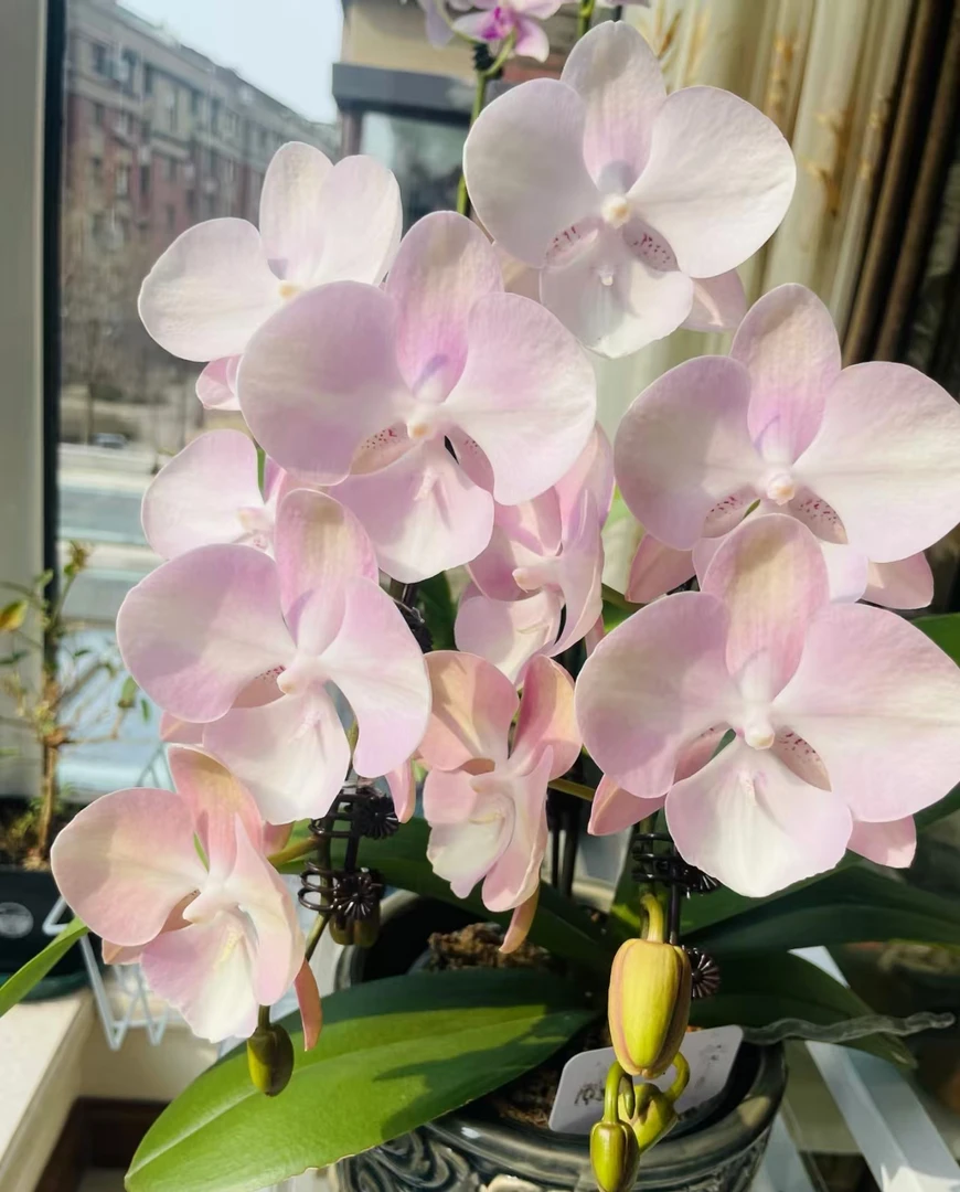 《威尼斯》大花型蝴蝶兰3.0杯苗子发货没花剑【满30米包邮】