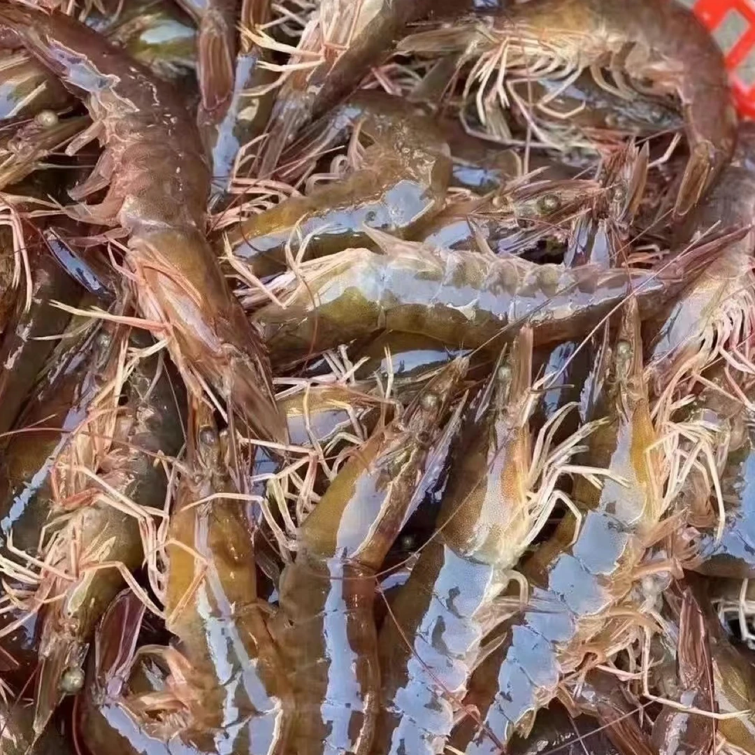 （保鲜不保活）福利小号（看好再拍）海水虾3斤