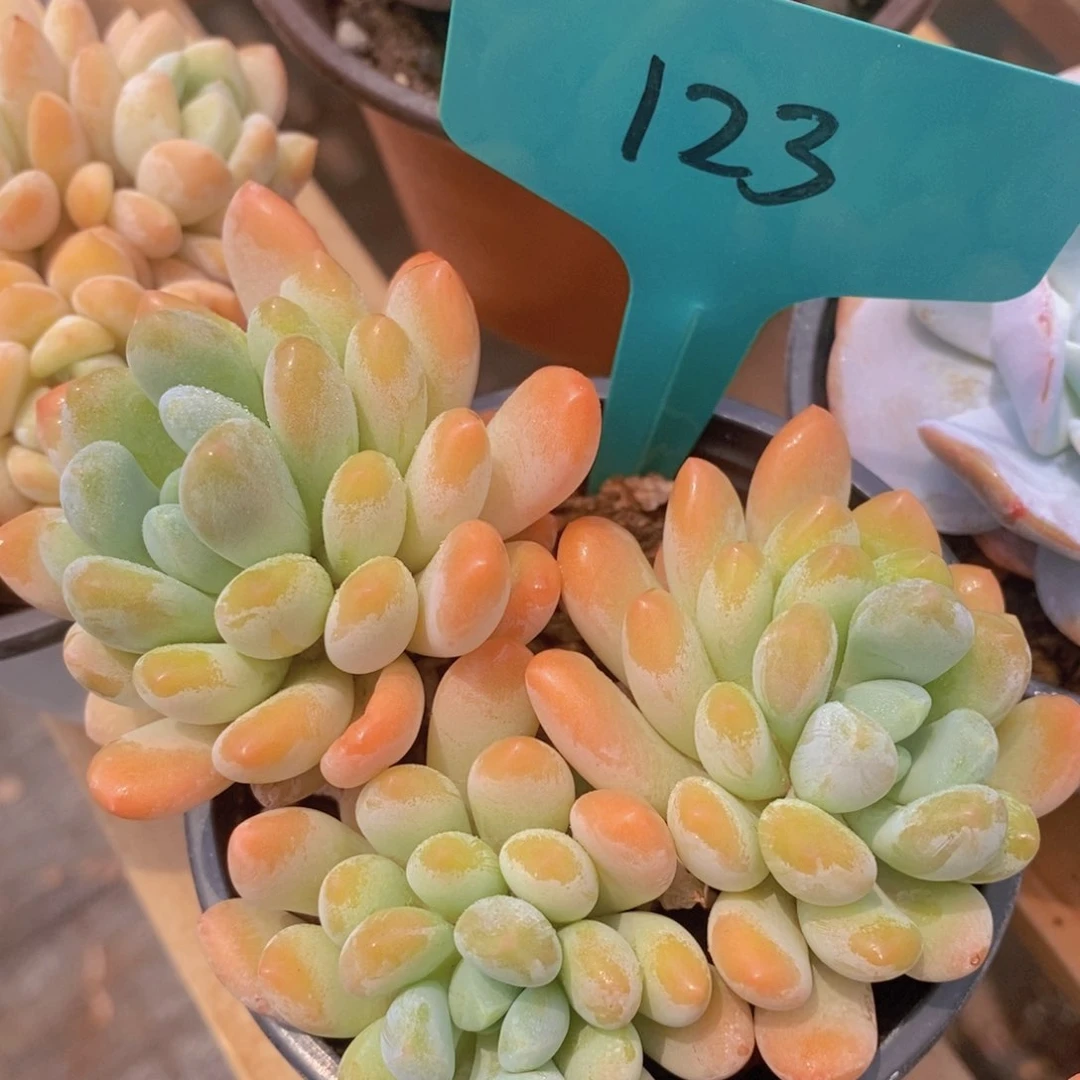 多肉植物，周末专场，嗨起来