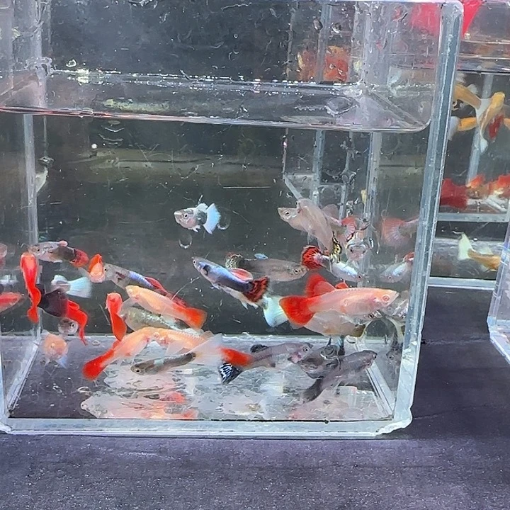 孔雀鱼多色孔雀30条