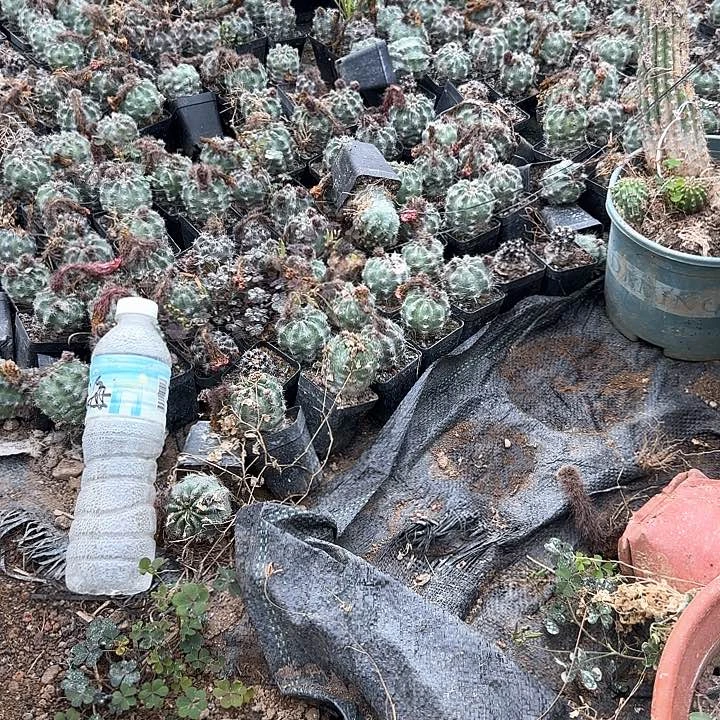 极光3个月10块包邮