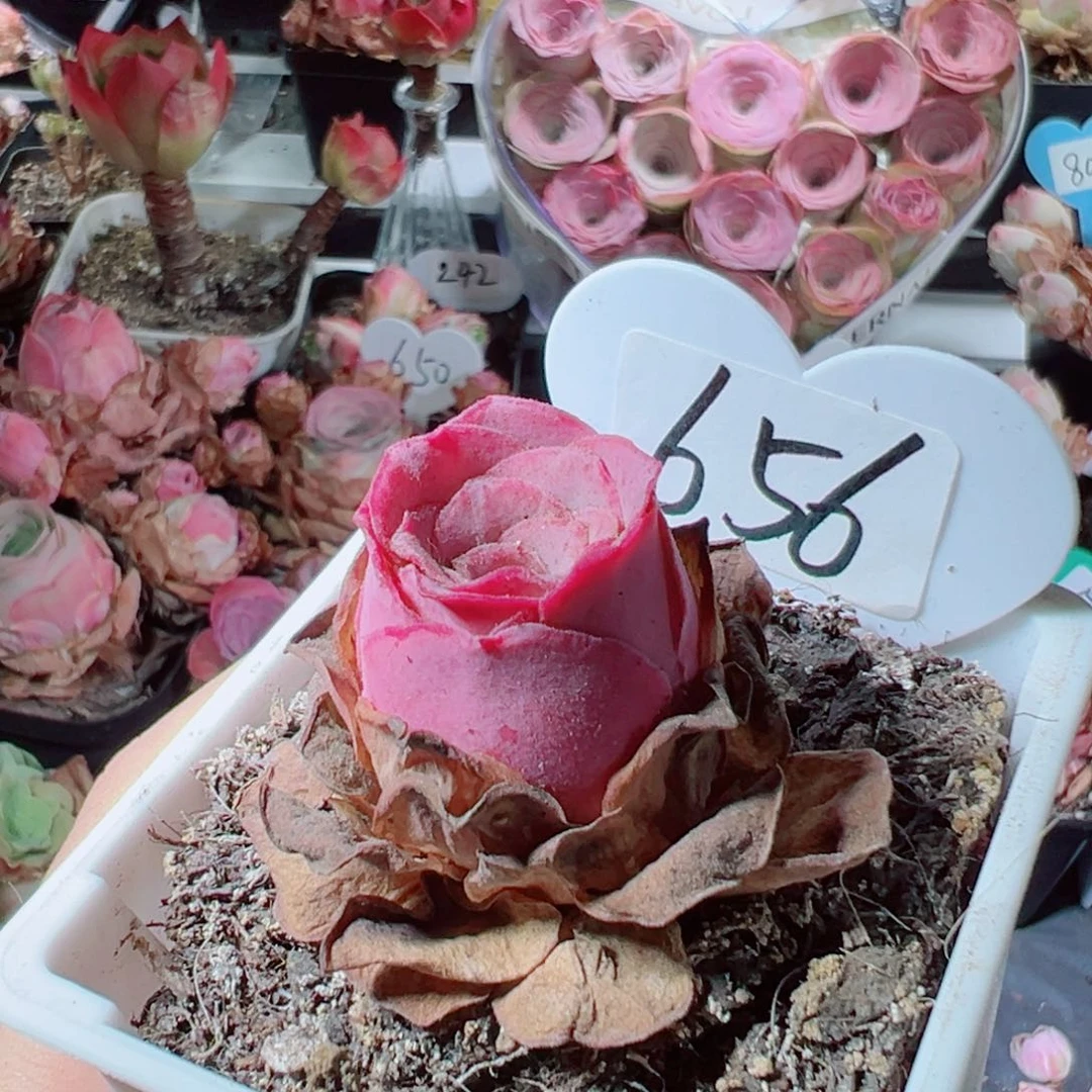 w*656烟花单棵。